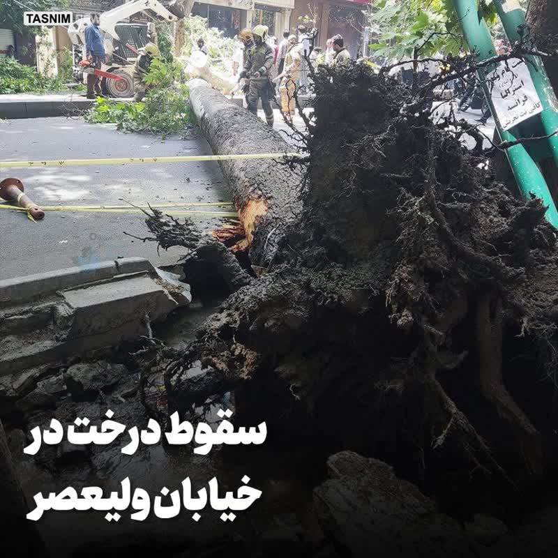 عکس| سقوط یک درخت در خیابان ولیعصر