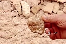 فیلم/ کشف فسیل‌های ۴۰ میلیون ساله در نطنز